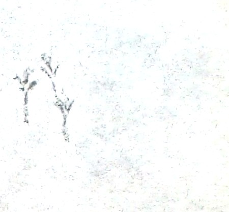 Junko Tracks In Light Snow