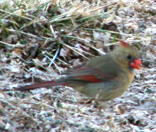 Female Cardinal