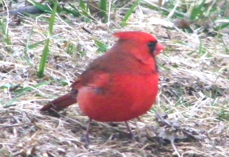 Male Cardinal