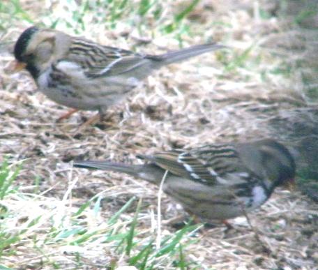 Chirping Sparrow