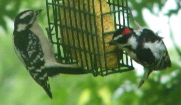 Downy Woodpecker