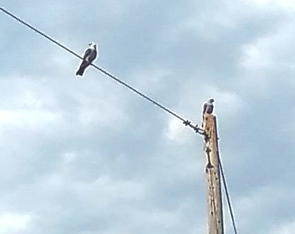 Mississippi Kites