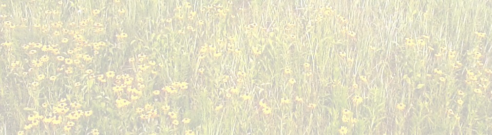 Daisy flowers