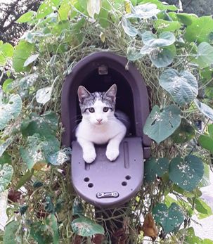 Tommycat In Mailbox by Betsy, 2021