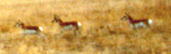 antelope