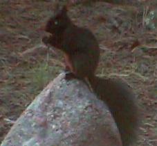 Black Squirrel