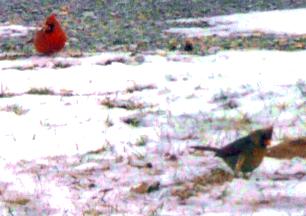 Male and Female Cardinal