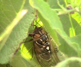 Cicada