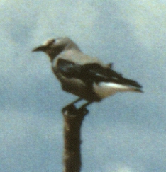 Clark's Jay