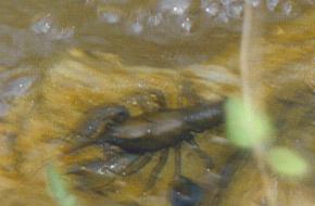 Crayfish