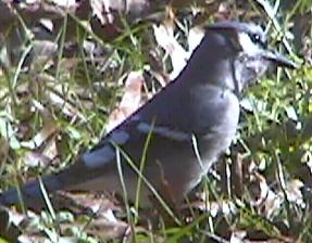 Eastern Jay