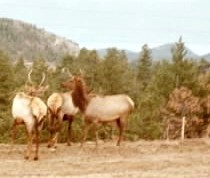 elk