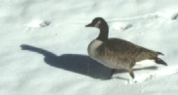 Canadian Goose