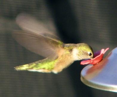 Hummingbird