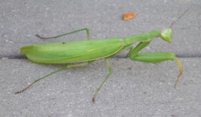 Praying Mantis