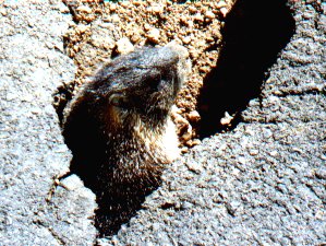 Marmot