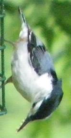 Nuthatch