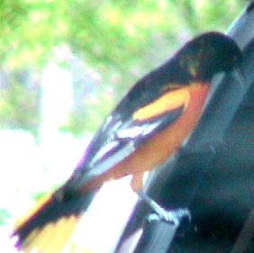 Male Oriole