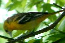 Female Oriole