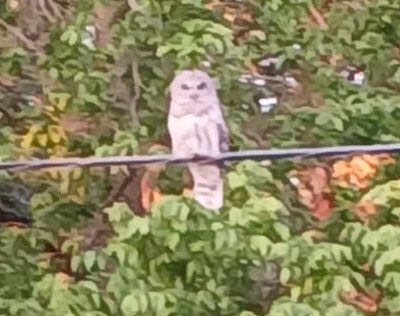 barred owl