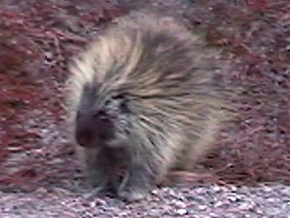 porcupine2