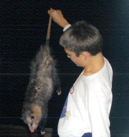 Opossum