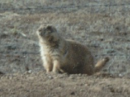 Prairie Dog