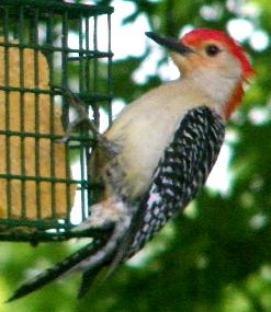 Red-Headed Woodpecker