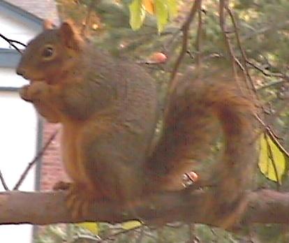 Squirrel