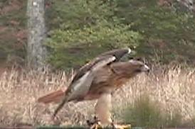 Red Tail Hawk