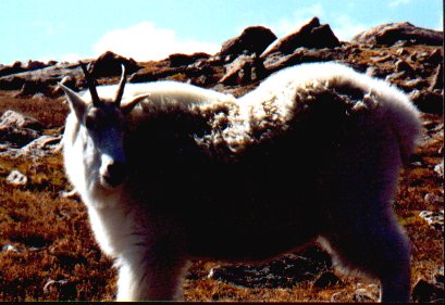 Alpine Mtn. Goat