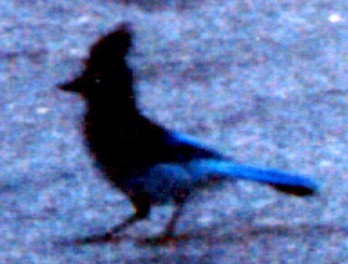 Steller's Jay