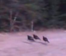 wild turkeys