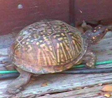 Box Turtle